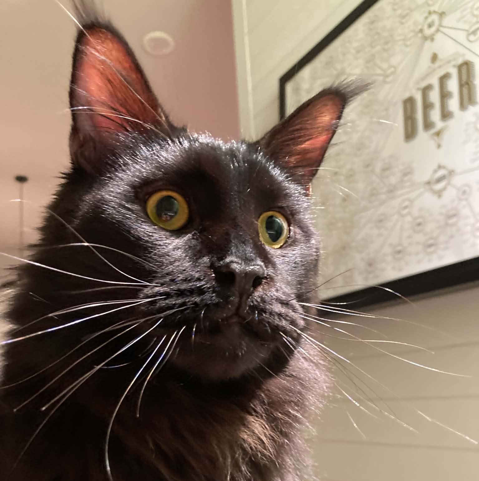 Dunkel Headshot